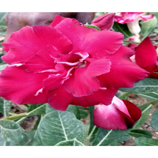 Adenium R120