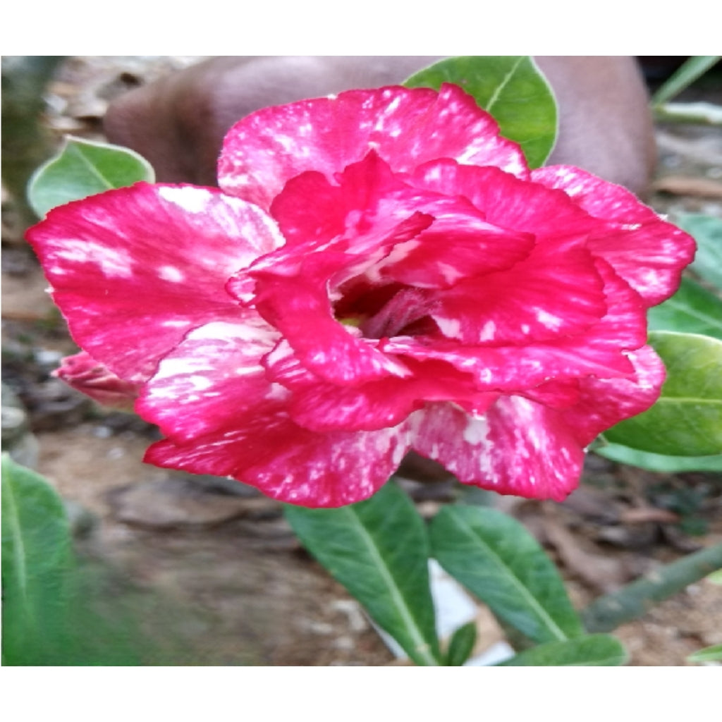 Adenium R121