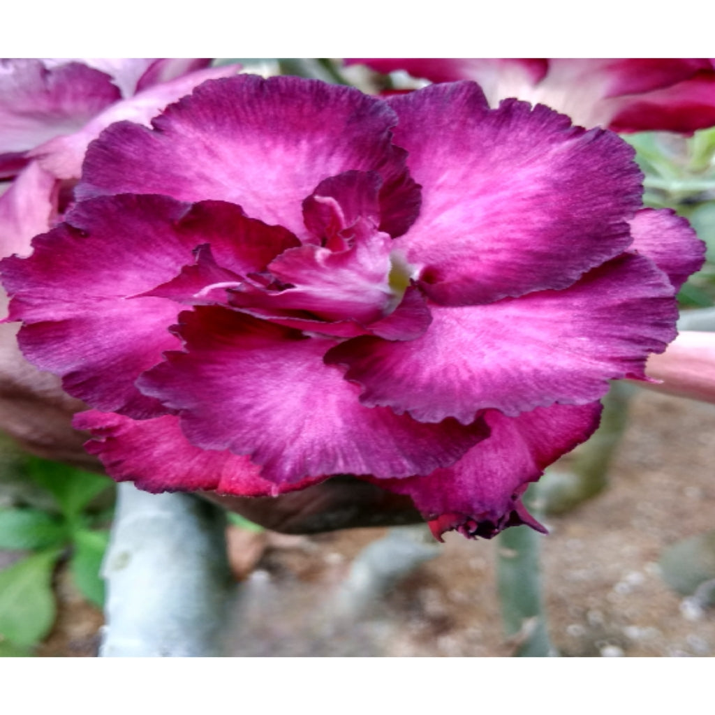 Adenium R122