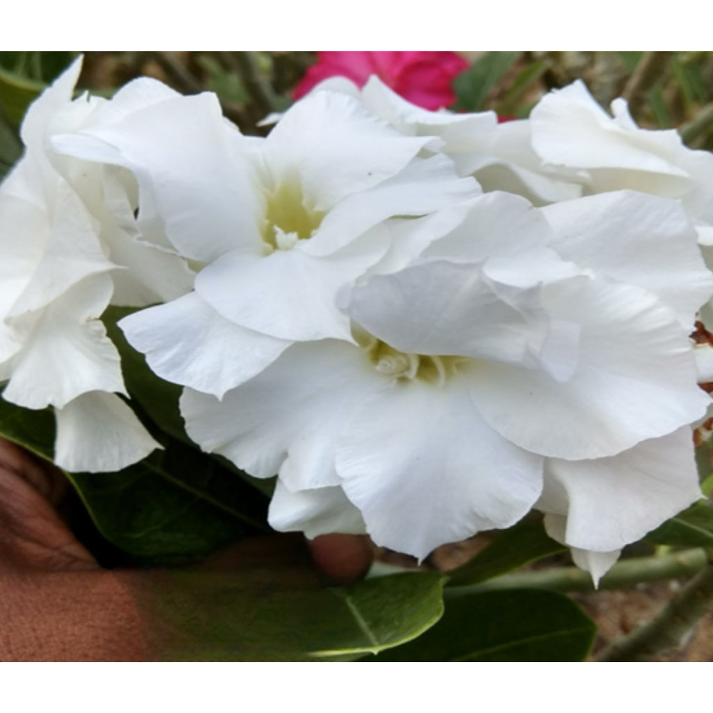 Adenium R123