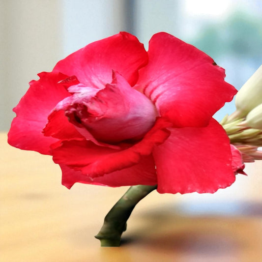 Adenium R12