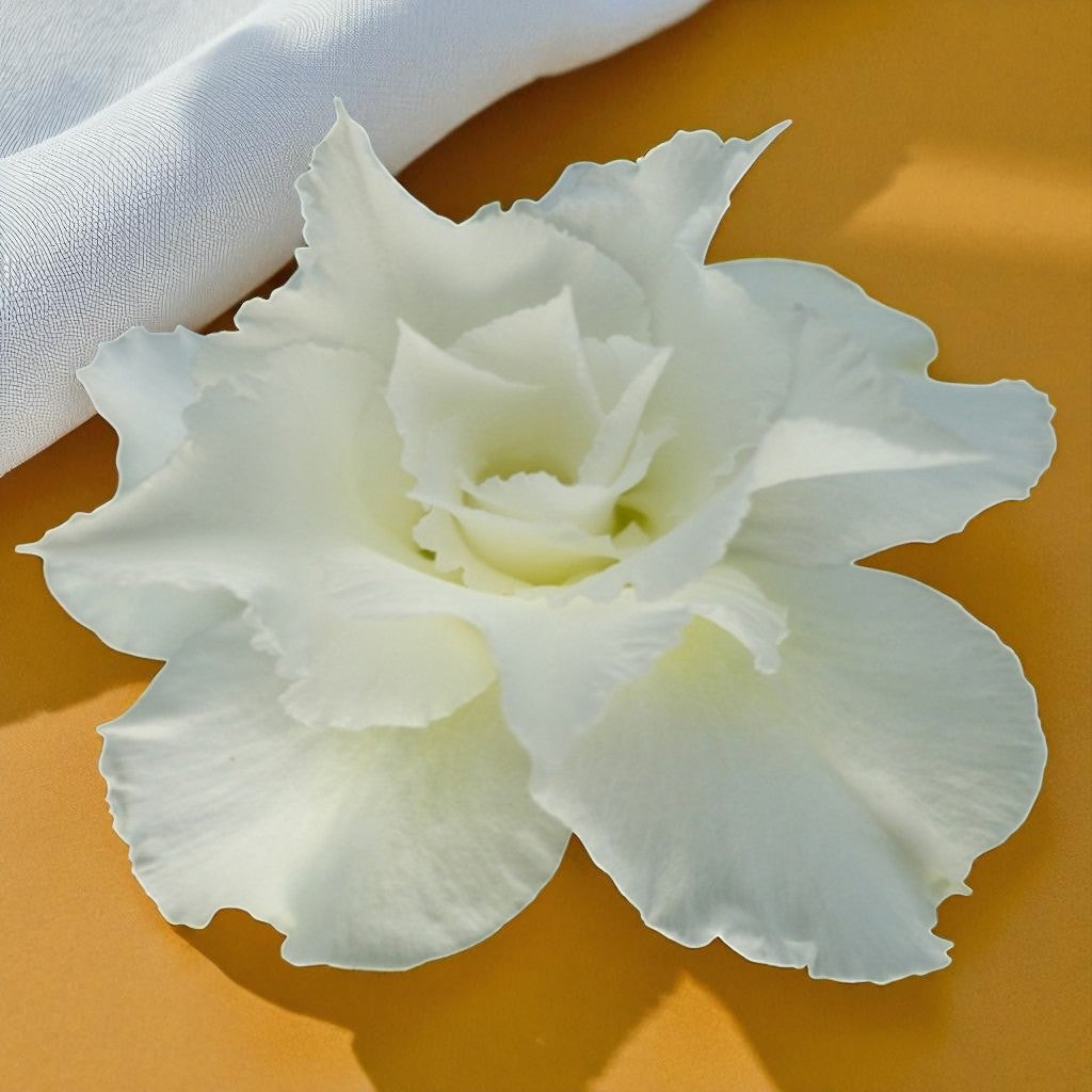 Adenium R13
