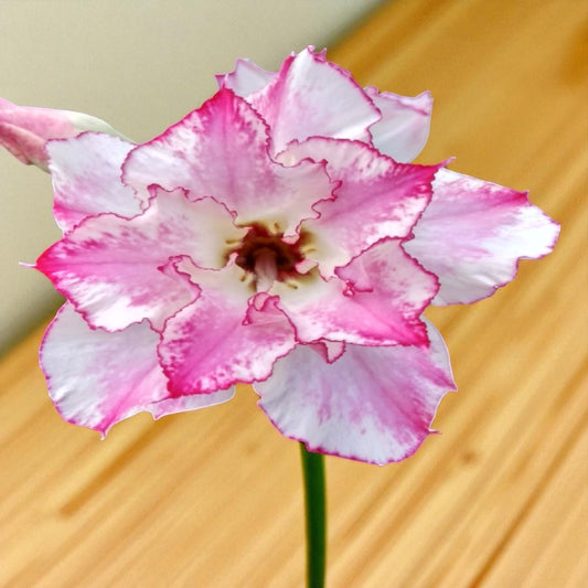 Adenium R130