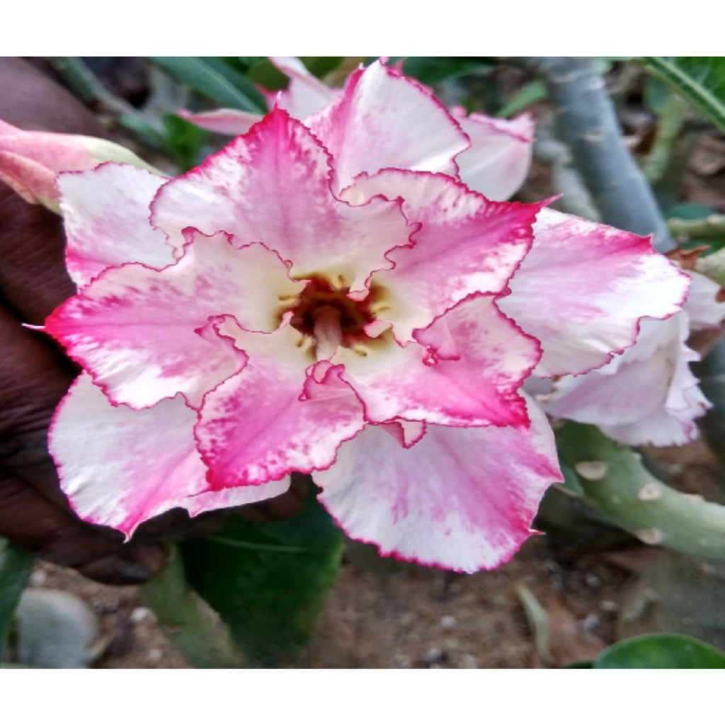 Adenium R130