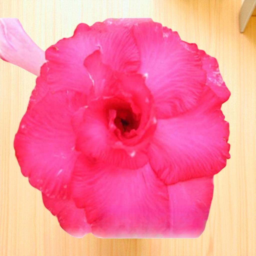 Adenium R131