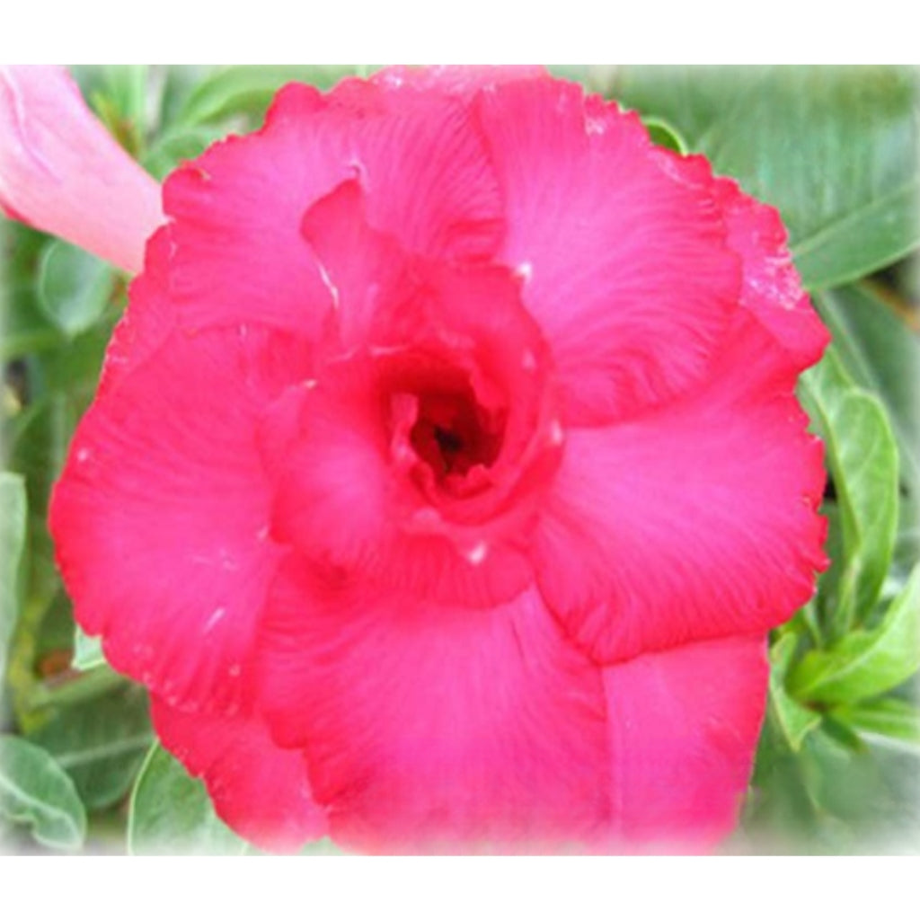 Adenium R131