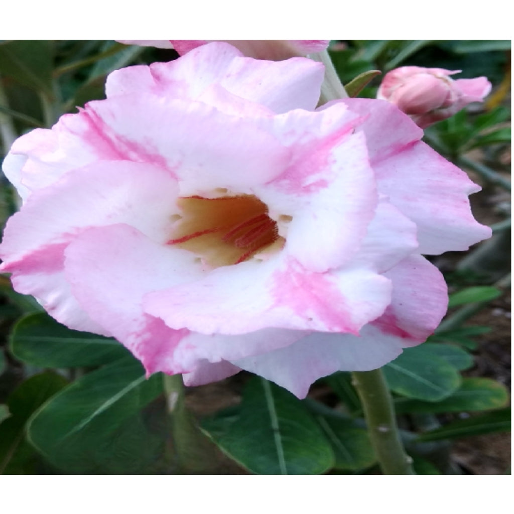 Adenium R132