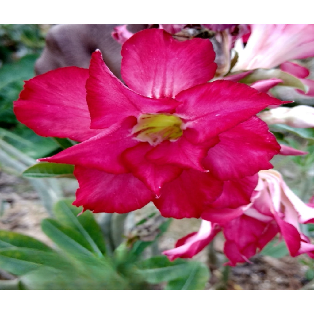Adenium R136