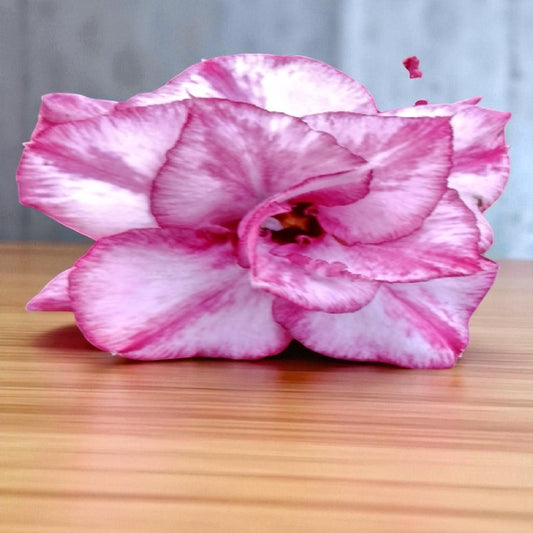 Adenium R137