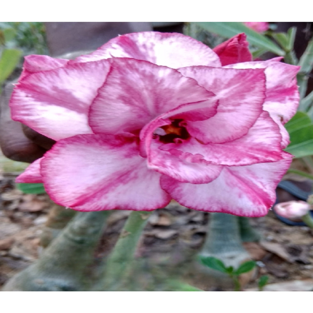 Adenium R137