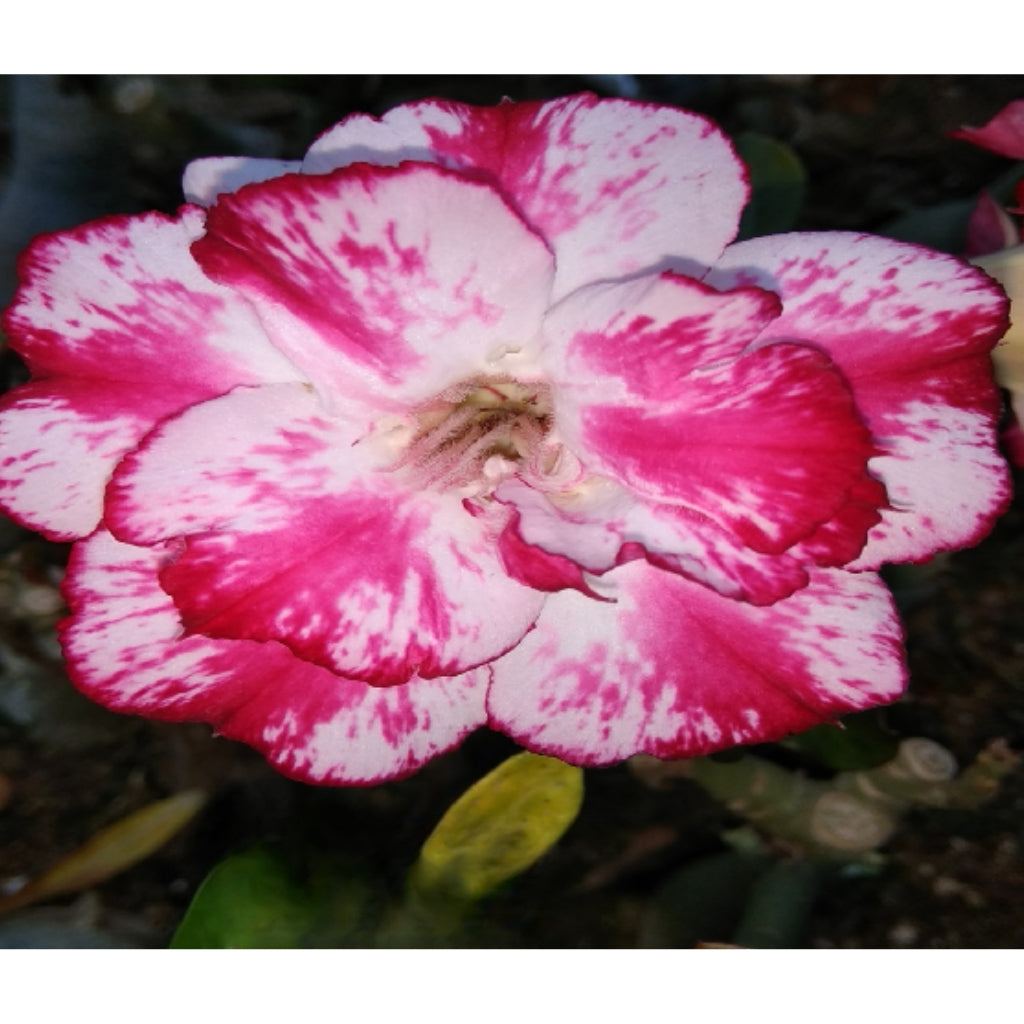 Adenium R138