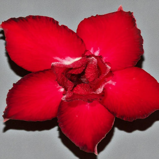 Adenium R14