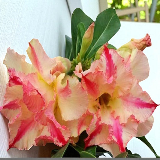 Adenium R142