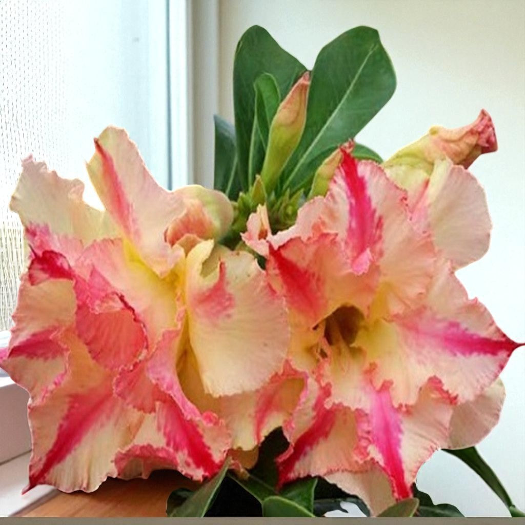 Adenium R142