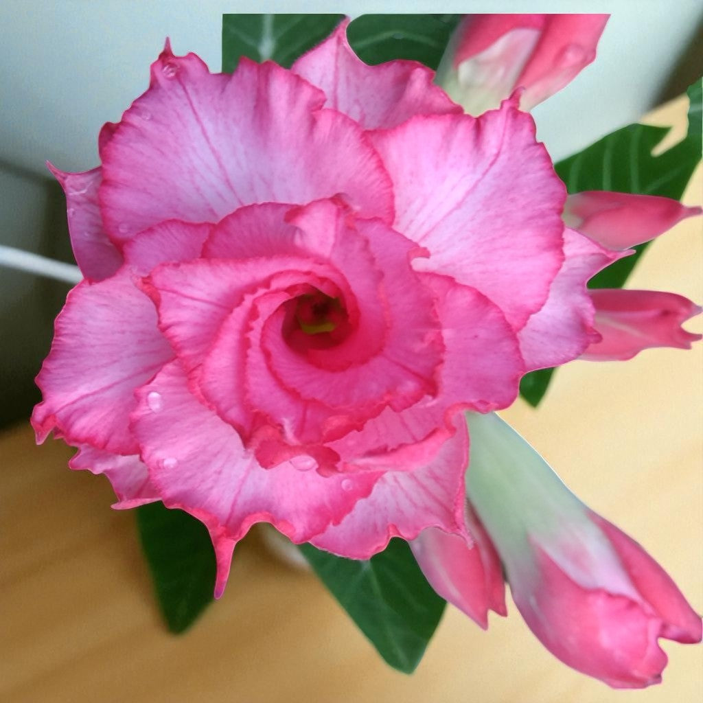 Adenium R144