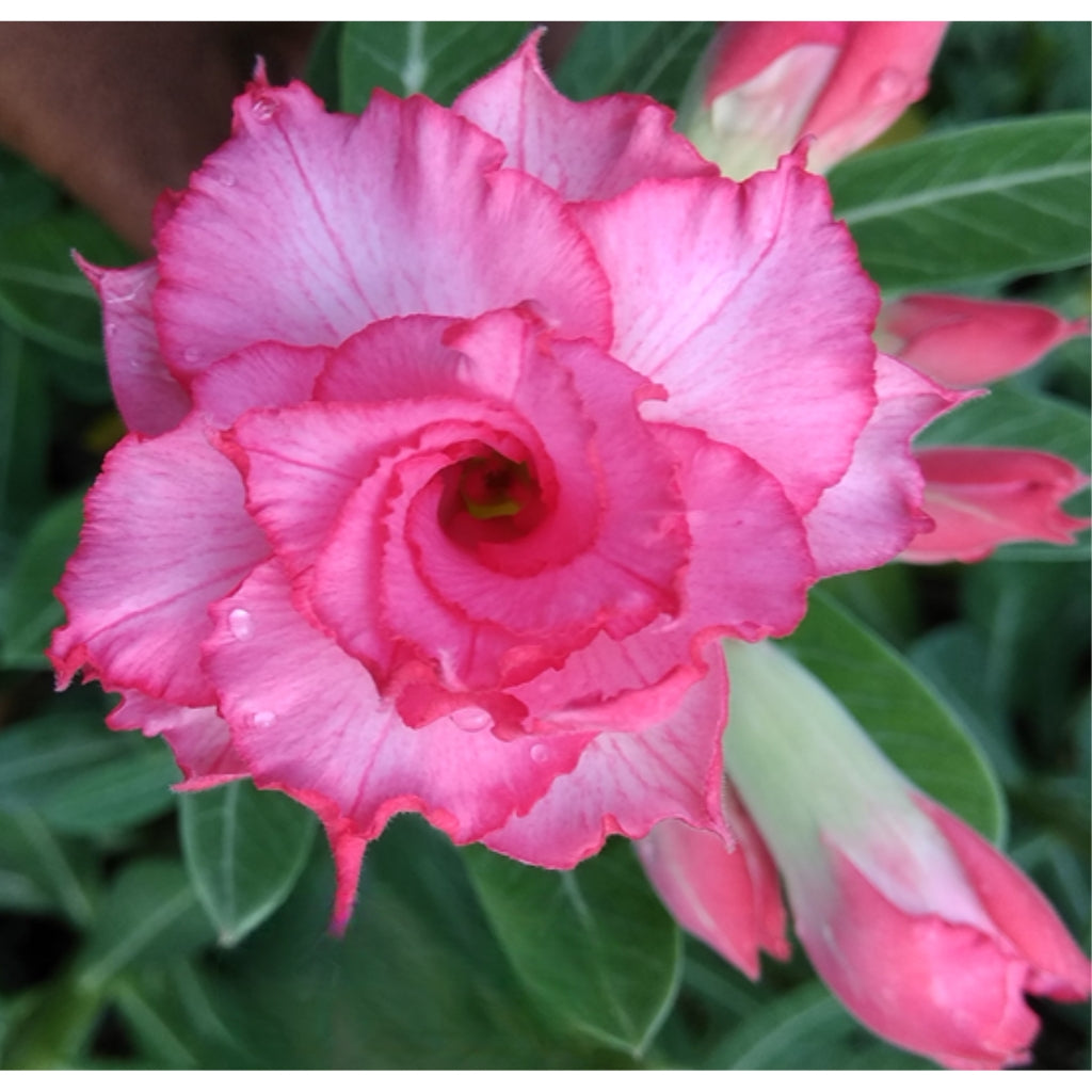Adenium R144