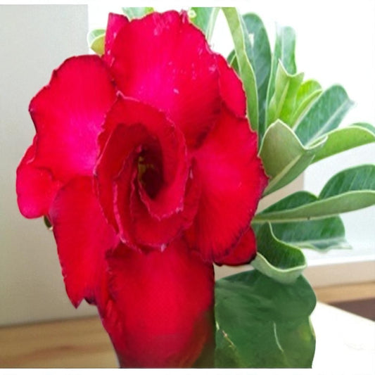 Adenium R146