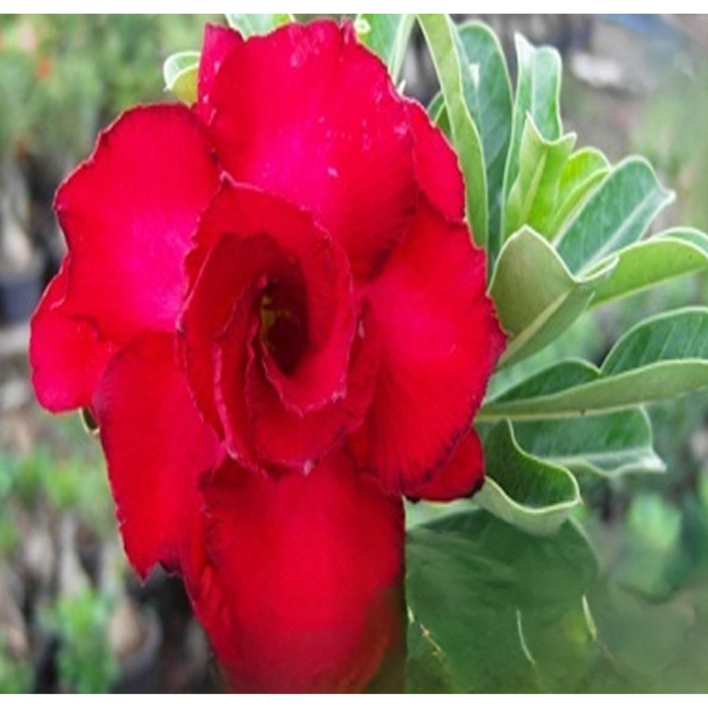 Adenium R146