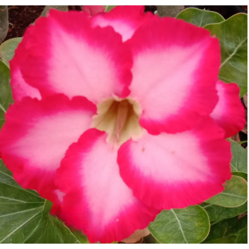 Adenium R147