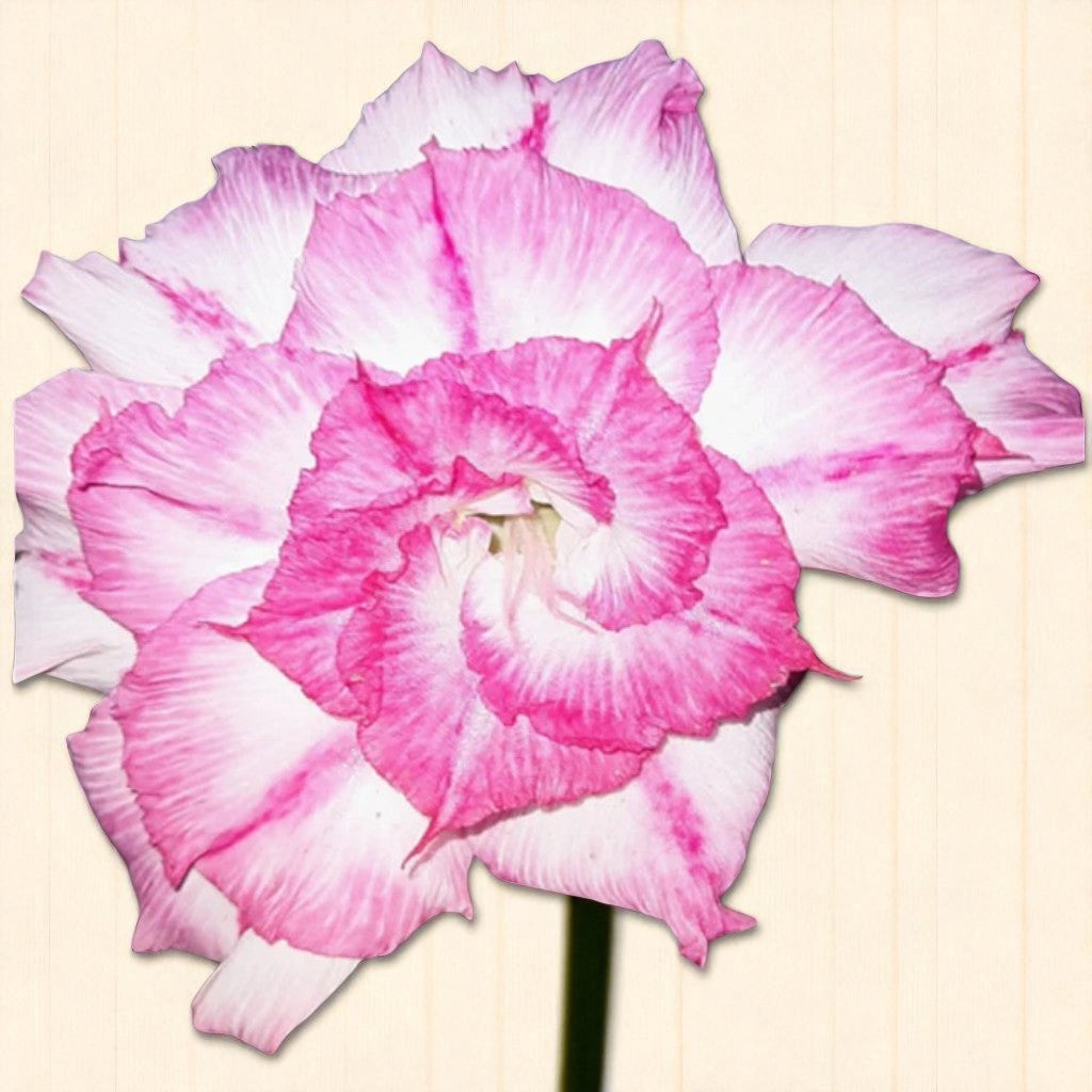 Adenium R148