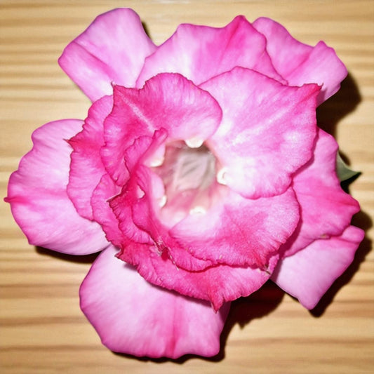 Adenium R153