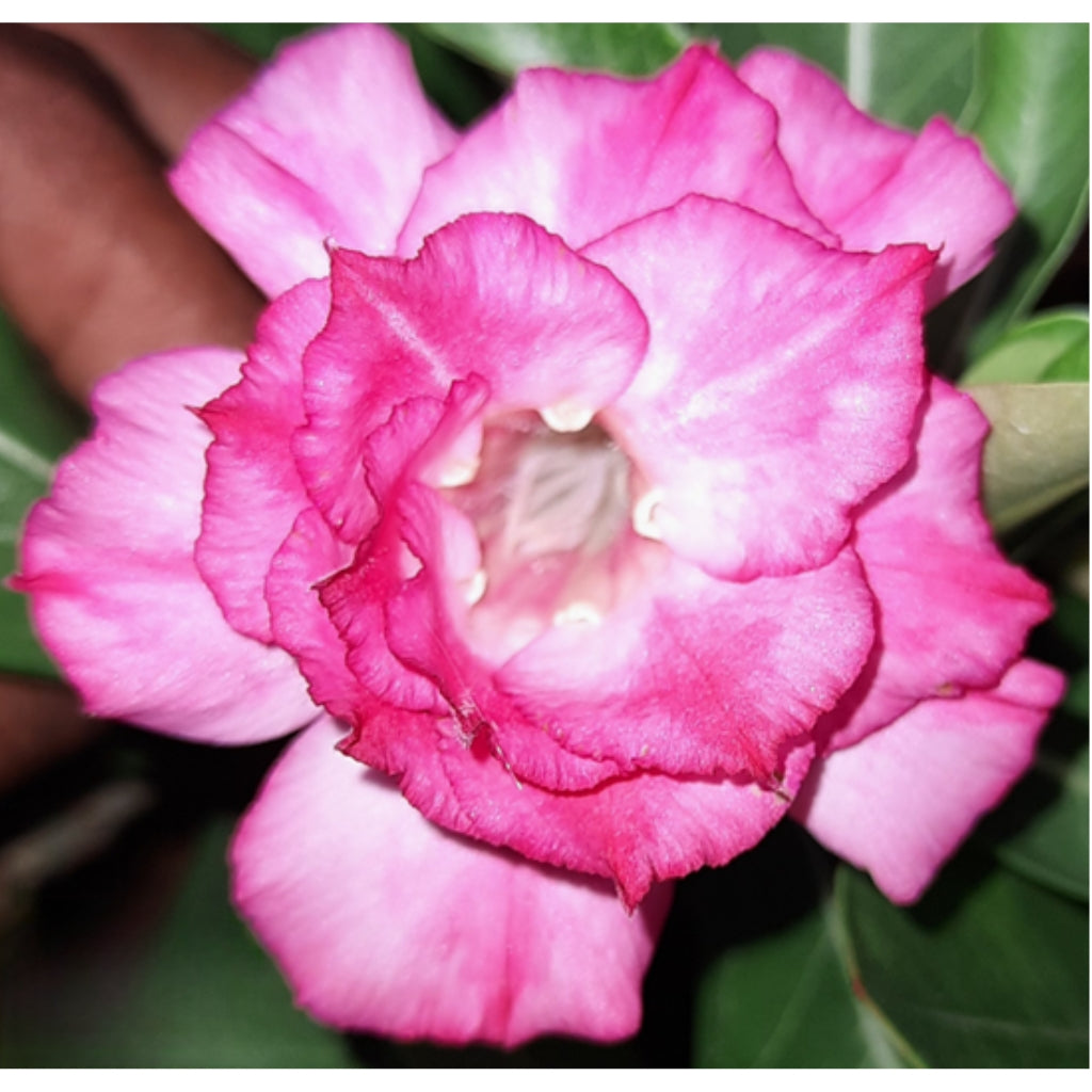 Adenium R153