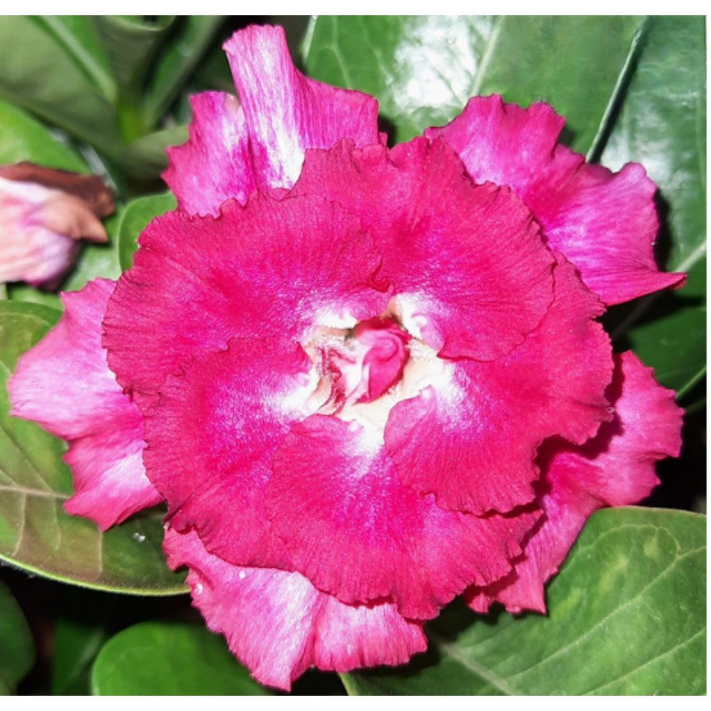 Adenium R154