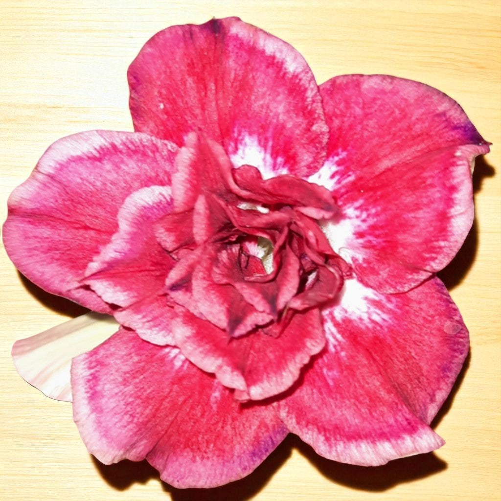Adenium R155