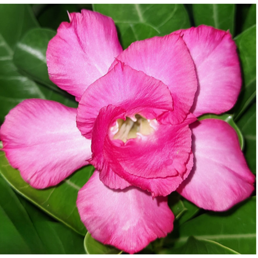 Adenium R156