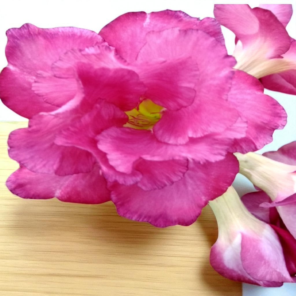 Adenium R158