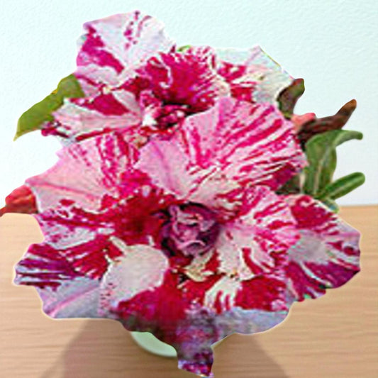Adenium R160
