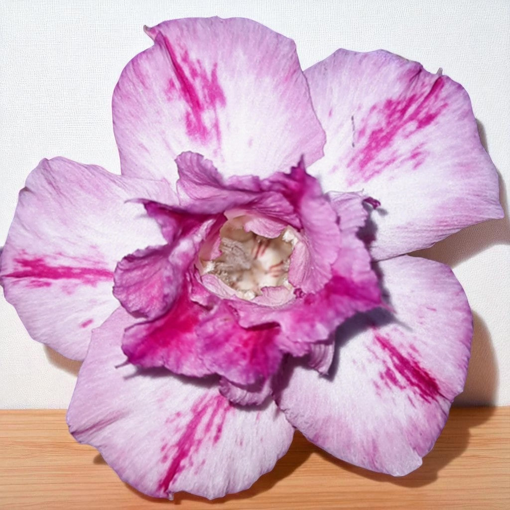 Adenium R161