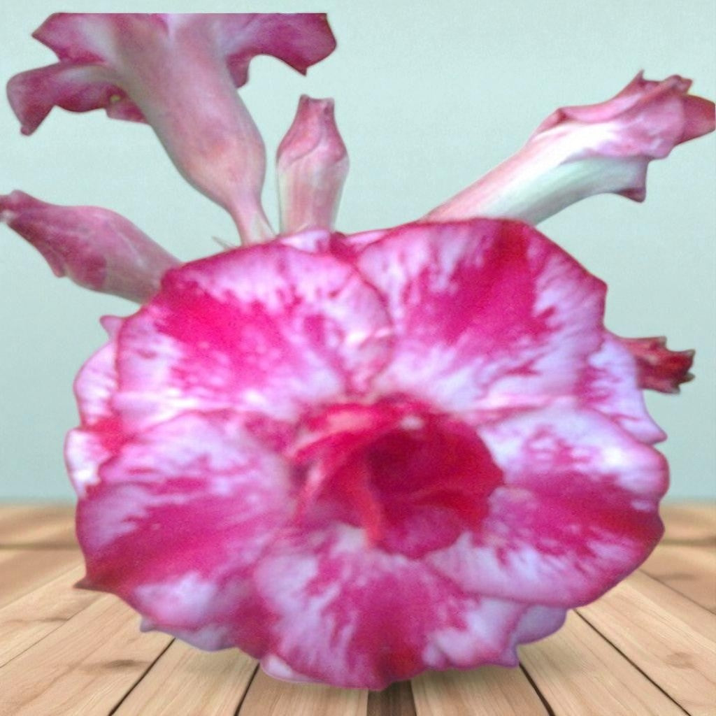 Adenium R165