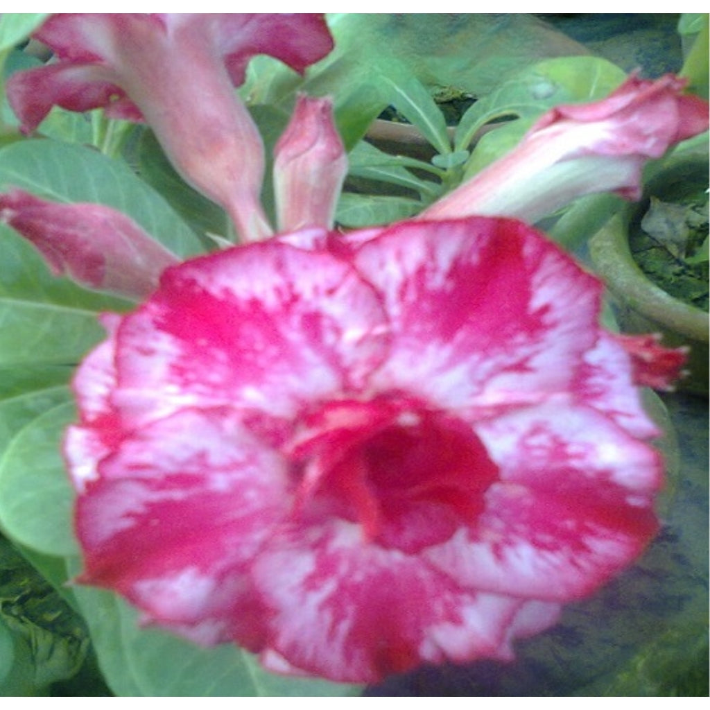 Adenium R165