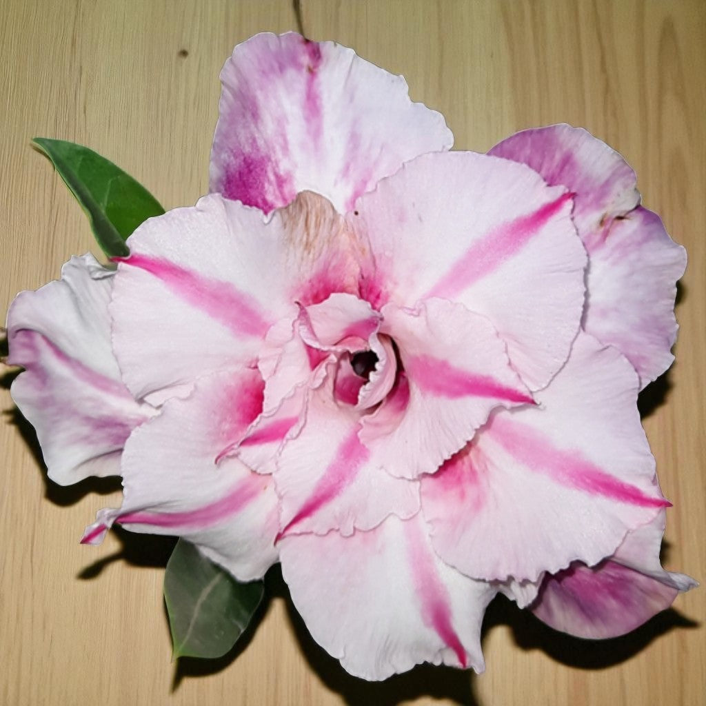 Adenium R166
