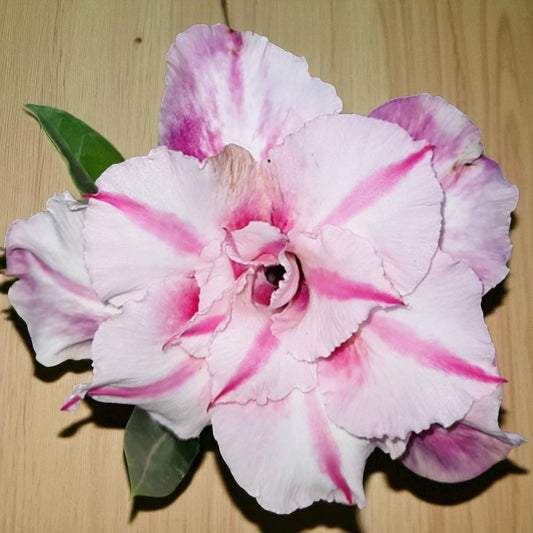 Adenium R166