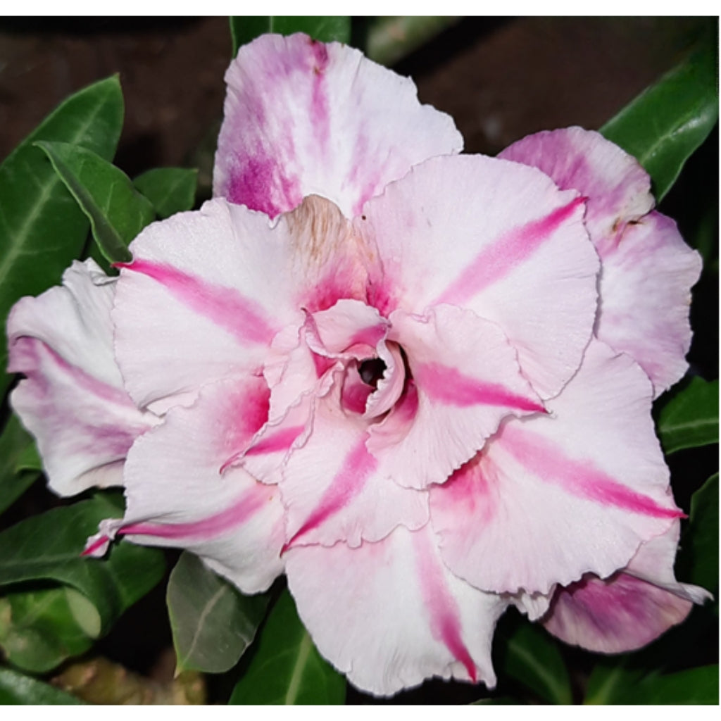 Adenium R166
