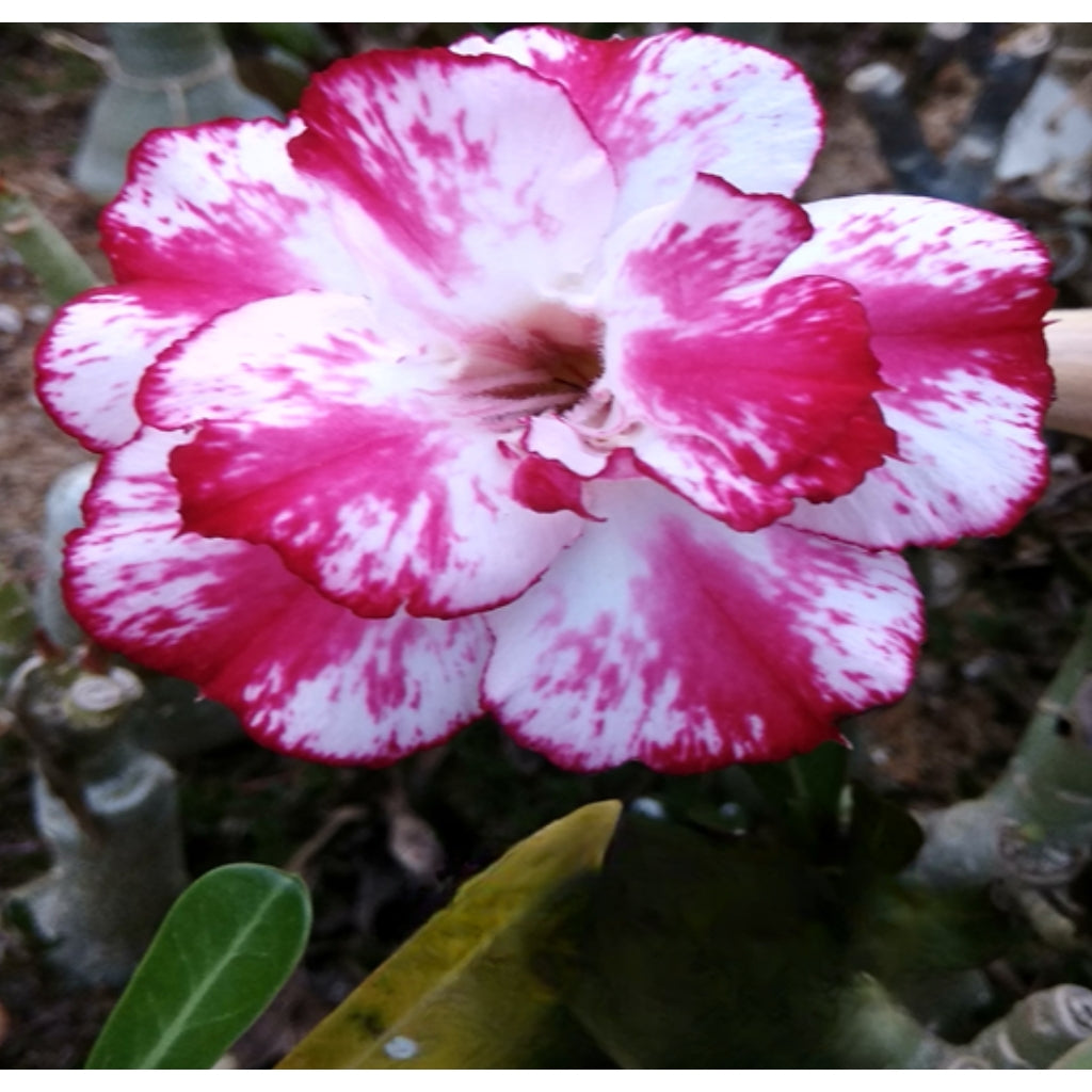 Adenium R167