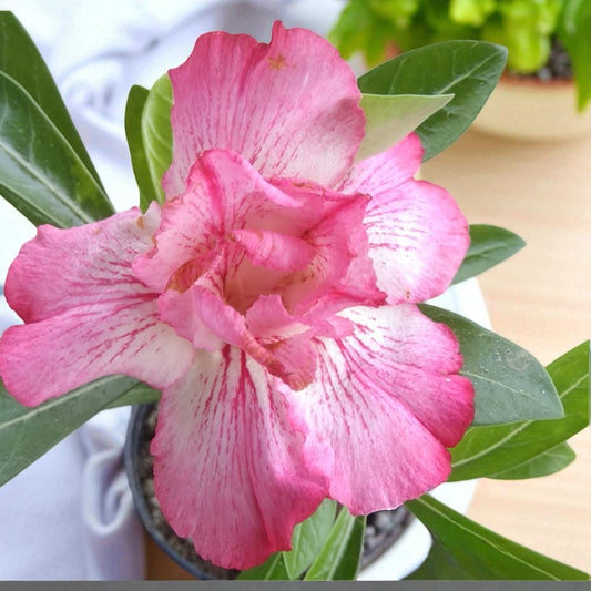 Adenium R170