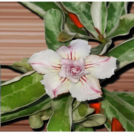 Adenium R171
