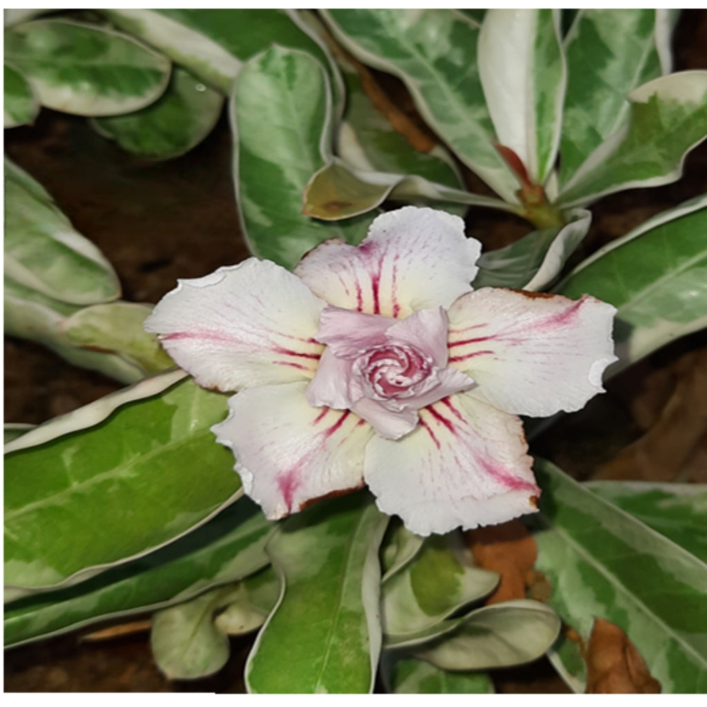 Adenium R171