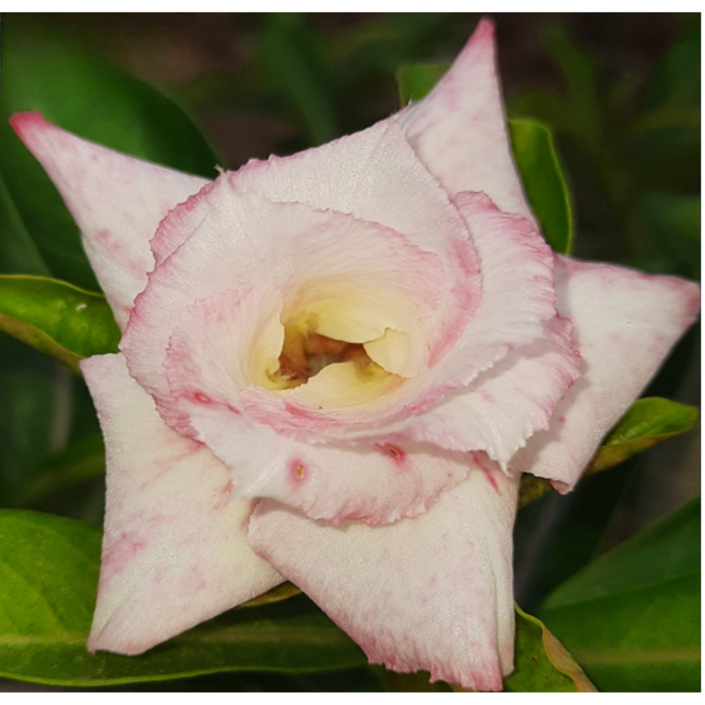 Adenium R176