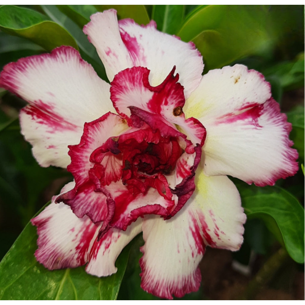 Adenium R179