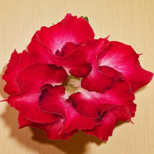 Adenium R18