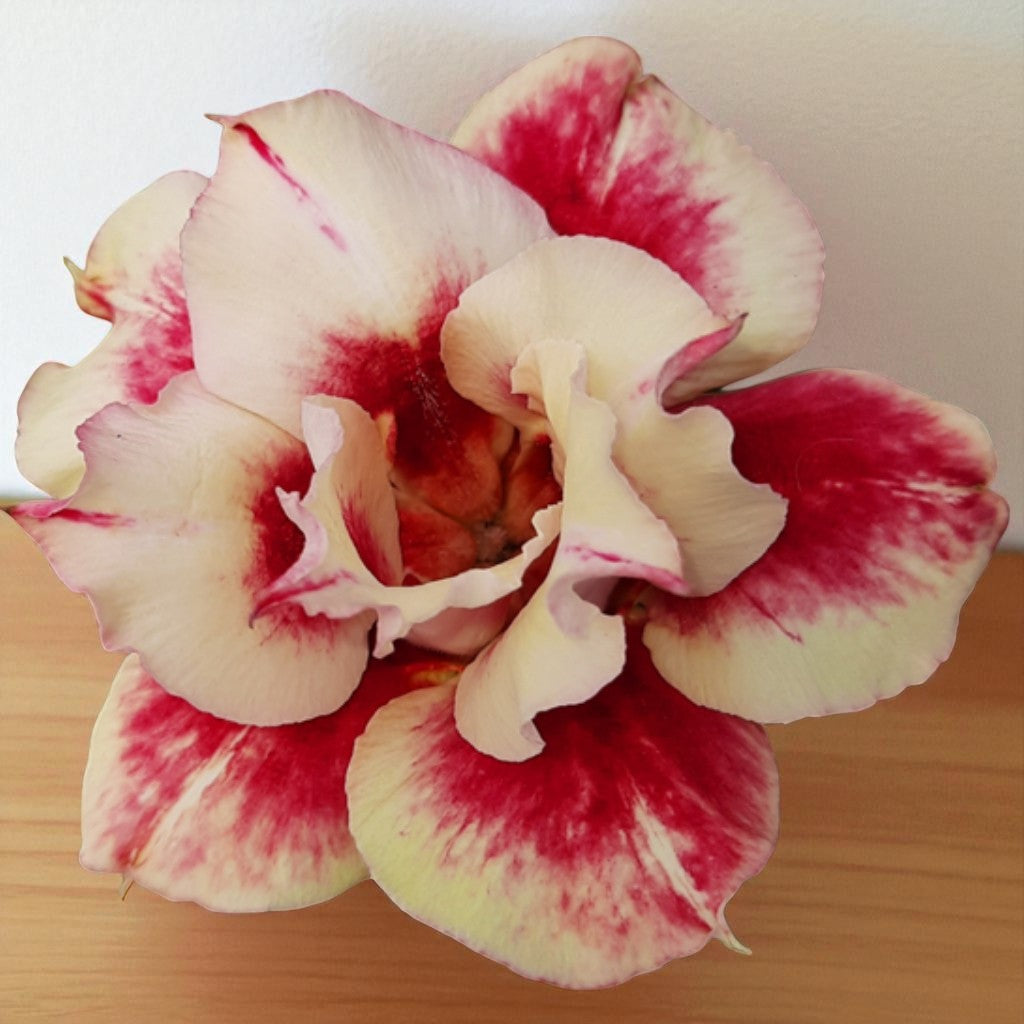 Adenium R181
