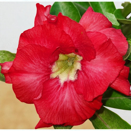 Adenium R183