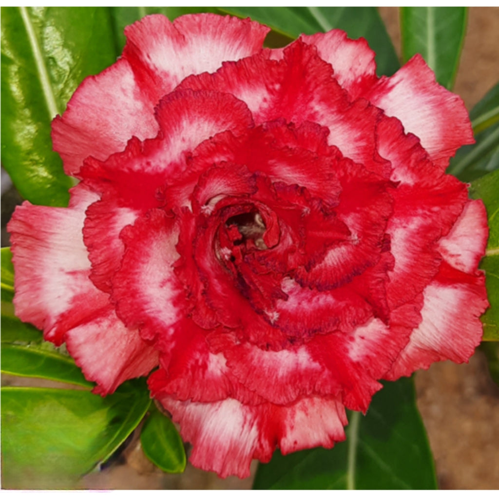 Adenium R185