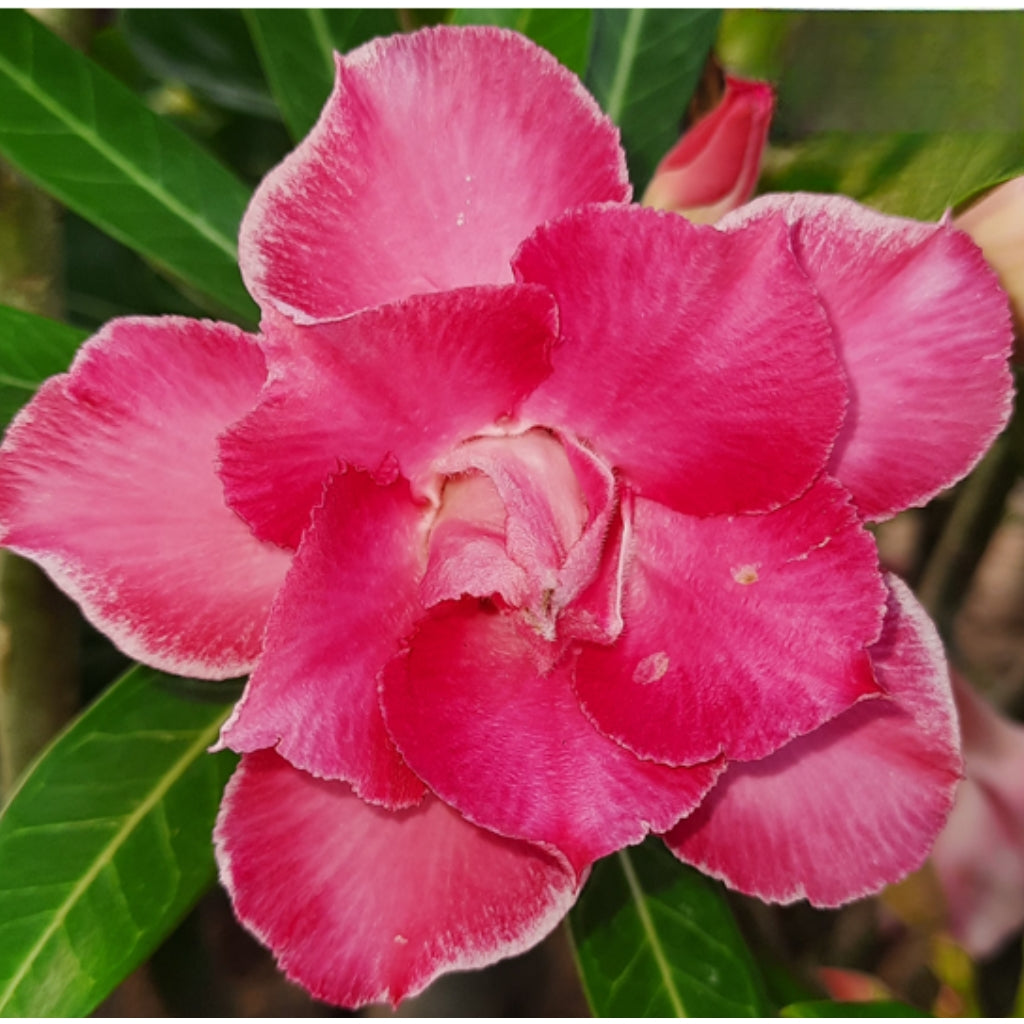 Adenium R189