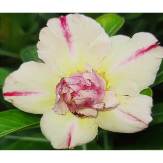Adenium R19