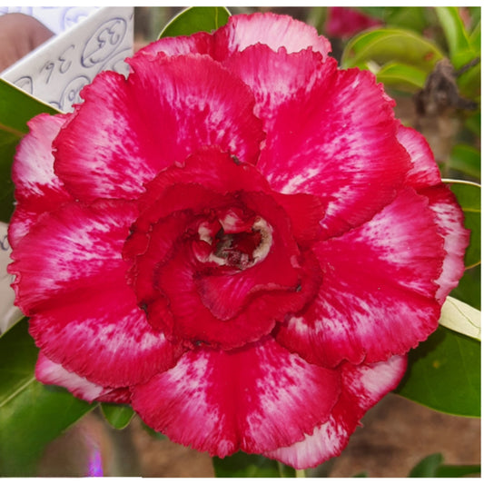 Adenium R191